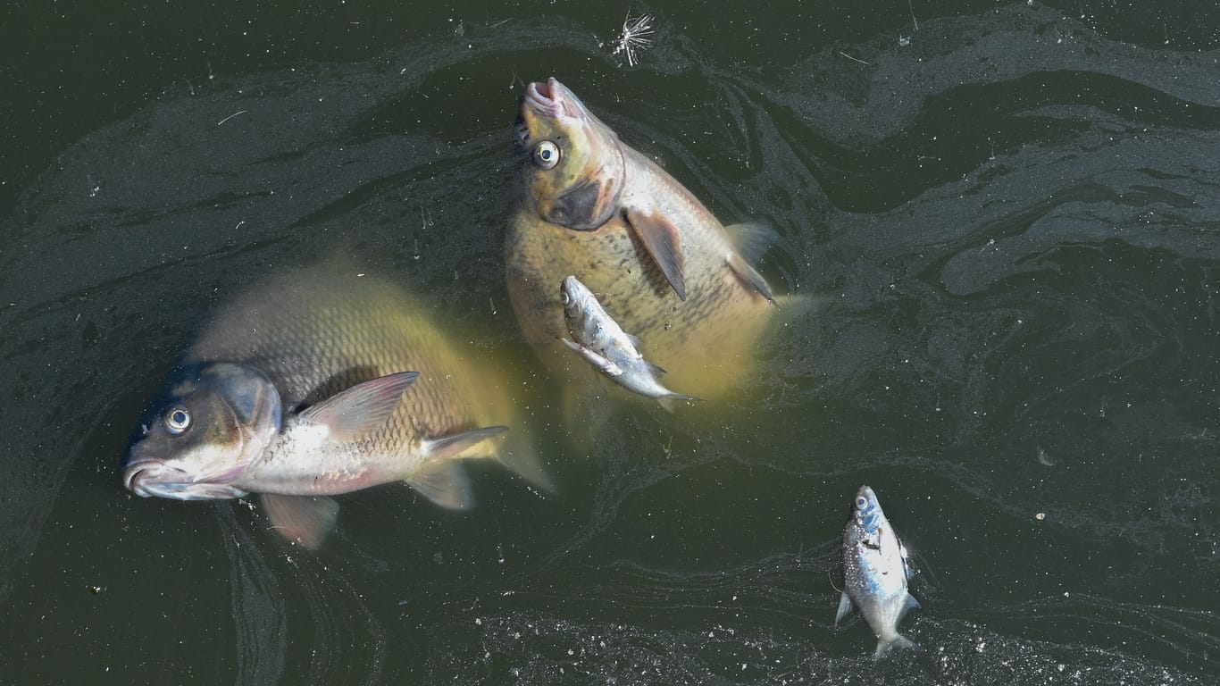 Tote Fische in der Oder bei Schwedt: Die Ursache der Umweltkatastrophe ist noch unklar.