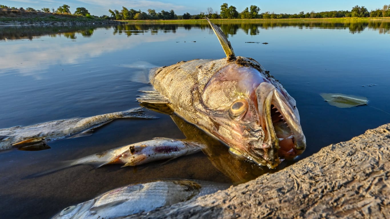 Tote Fische treiben im flachen Wasser der Oder bei Genschmar, Brandenburg: Tausende Tonnen Fische sind innerhalb weniger Wochen bereits verendet.