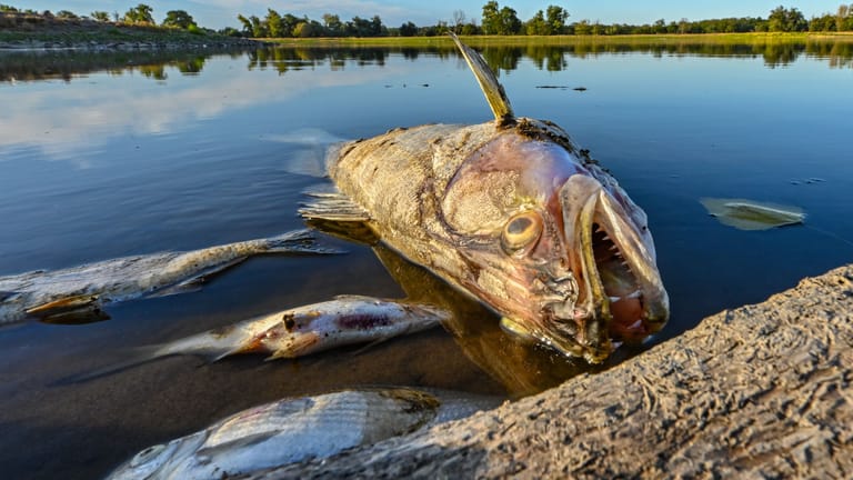 Tote Fische treiben im flachen Wasser der Oder bei Genschmar, Brandenburg: Tausende Tonnen Fische sind innerhalb weniger Wochen bereits verendet.