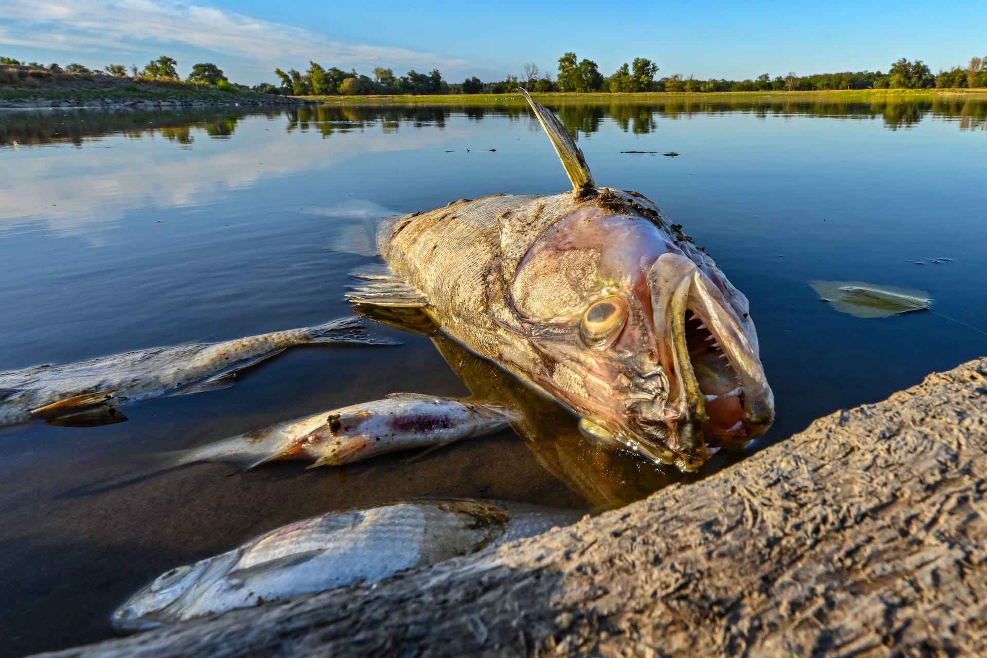 Tote Fische treiben im flachen Wasser der Oder bei Genschmar, Brandenburg: Tausende Tonnen Fische sind innerhalb weniger Wochen bereits verendet.