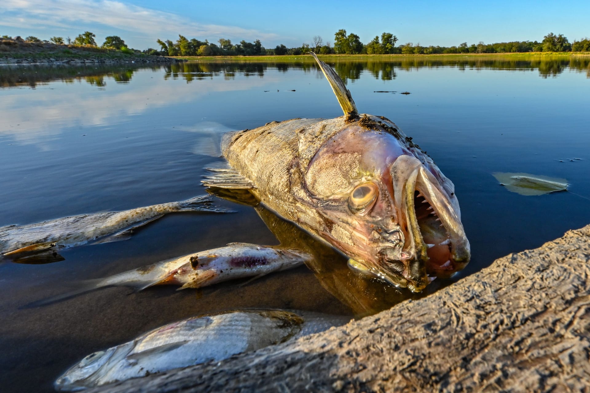 Tote Fische treiben im flachen Wasser der Oder bei Genschmar, Brandenburg: Tausende Tonnen Fische sind innerhalb weniger Wochen bereits verendet.