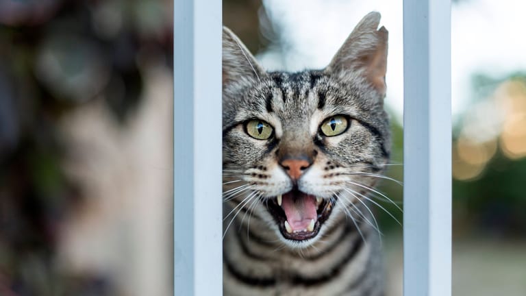 Eine Katze an einem Tor (Symbolfoto): Anwohner bei Bremerhaven fürchten um ihre Tiere.
