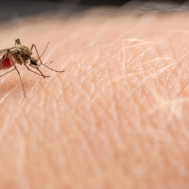 Stechmücken: Forscher warnen vor übertragbaren Krankheiten.