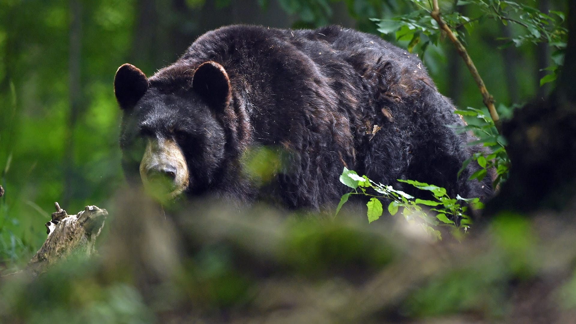 Hallo, Bär: Im Alternativen Bärenpark Worbis finden Tiere ein Zuhause, die aus schlechter Haltung gerettet wurden.