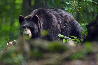 Hallo, Bär: Im Alternativen Bärenpark Worbis finden Tiere ein Zuhause, die aus schlechter Haltung gerettet wurden.