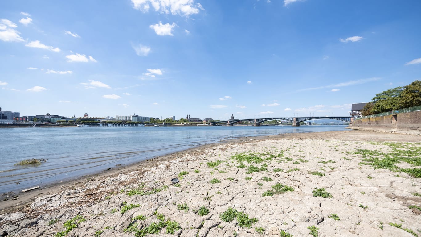 Das ausgetrockneten Rheinufer kurz vor Mainz: Durch geringen Niederschlag und anhaltend hohe Temperaturen ist der Wasserstand im Rhein stark gesunken.