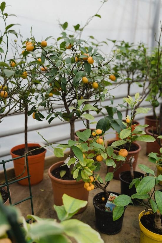 Kumquat essen Das sollten Sie wissen