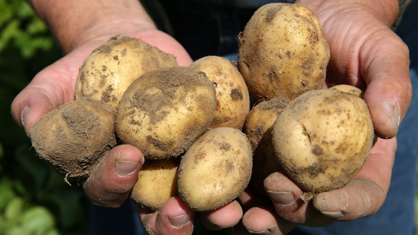 Die Kartoffelernte lagern: So läuft es direkt im Garten.