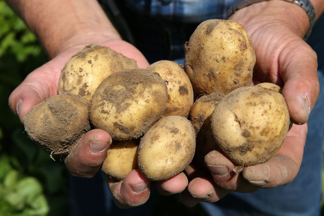 Die Kartoffelernte lagern: So läuft es direkt im Garten.