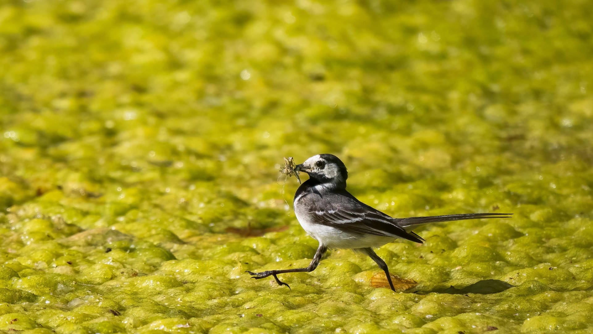 Eine Bachstelze läuft mit Beute über einen Algenteppich: Eine solche Algenblüte kann für Wasserlebewesen gefährlich werden.