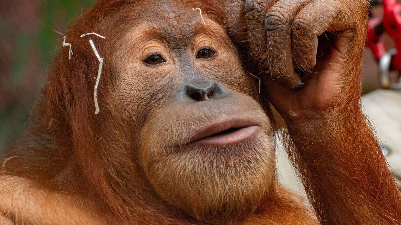 Die neunjährige Kea: Der Orang-Utan kam in einem englischen Zoo zur Welt.