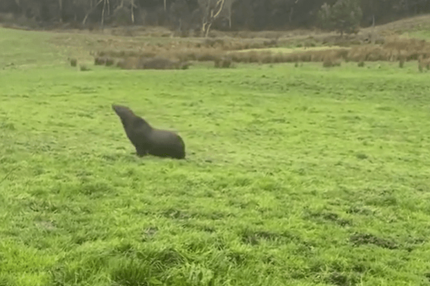 Der Seehund gibt Rätsel auf: Wie genau kam er auf die Weide?