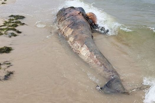 Der Kadaver des Wals am Strand. Die Tiere gehören zur Familie der Delfine.