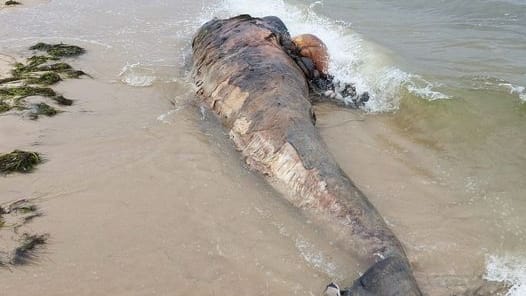 Der Kadaver des Wals am Strand. Die Tiere gehören zur Familie der Delfine.