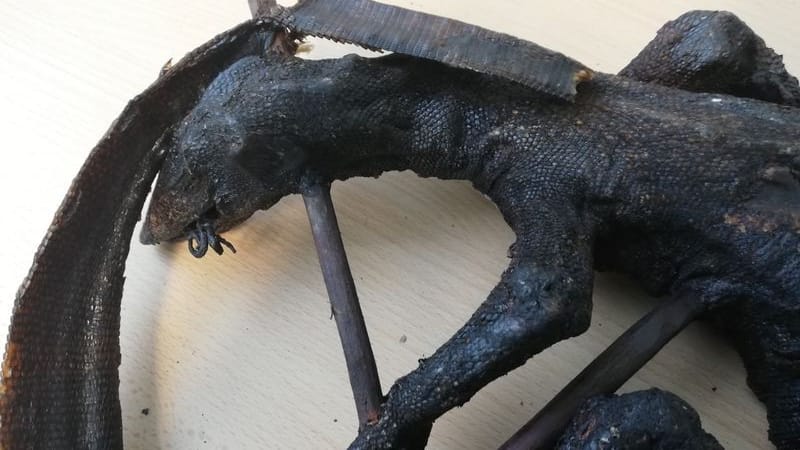 Ein gegrillter Steppenwaran am Düsseldorfer Flughafen: Ein Wuppertaler wartete auf die Lieferung, die Fracht wurde jedoch nun beschlagnahmt. Ein gegrillter Steppenwaran am Düsseldorfer Flughafen: Ein Wuppertaler wartete auf die Lieferung, die Fracht wurde jedoch nun beschlagnahmt.