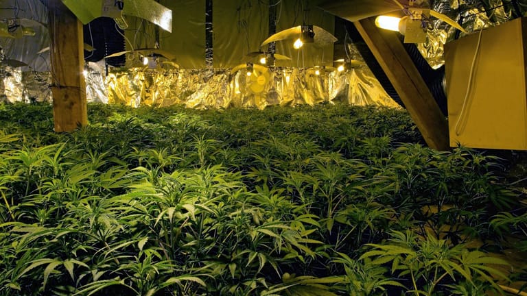Illegale Cannabisplantage (Symbolfoto): Zwei Männer sitzen in Haft.