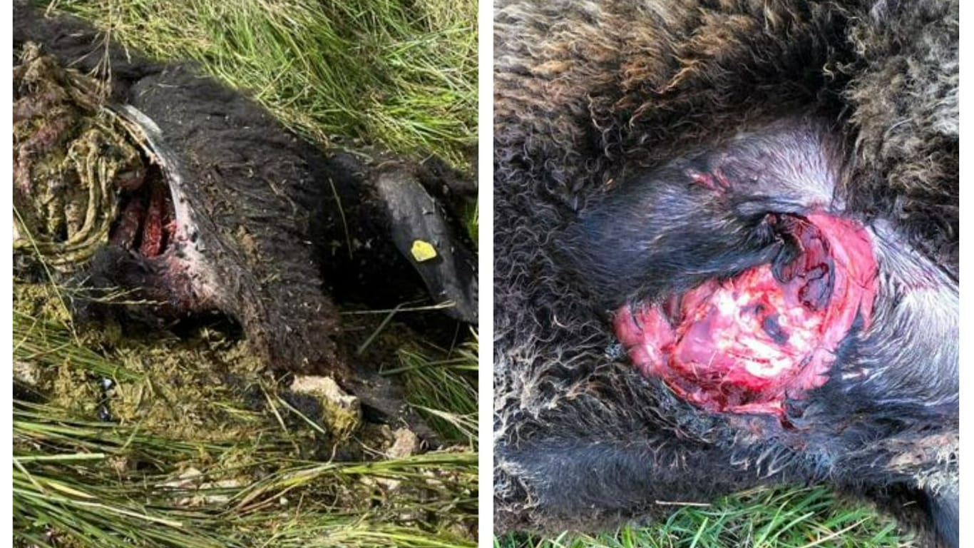 Fotos der Weidegenossenschaft Farchant: Manche Schafe verschwinden ganz, andere bleiben schwer verletzt zurück.