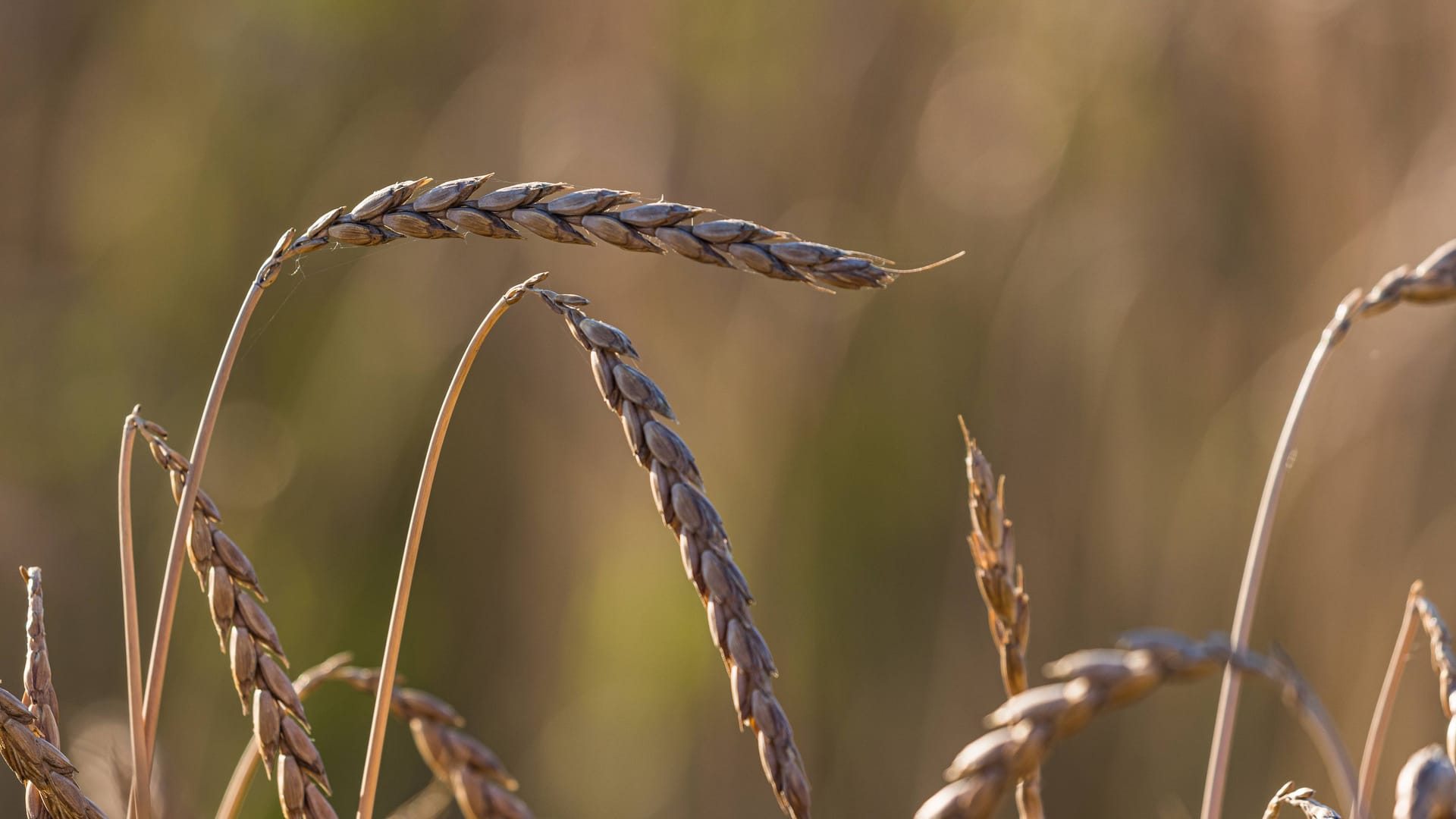 Auf einem Agrarfeld im Zürcher Unterland wird Bio-Dinkel angebaut.