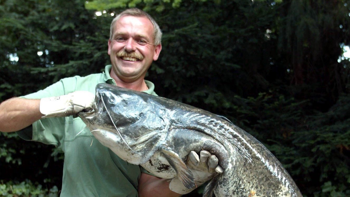 "Killerwels Kuno": Anfang des Jahrtausends soll der Fisch angeblich einen Dackel verspeist haben.