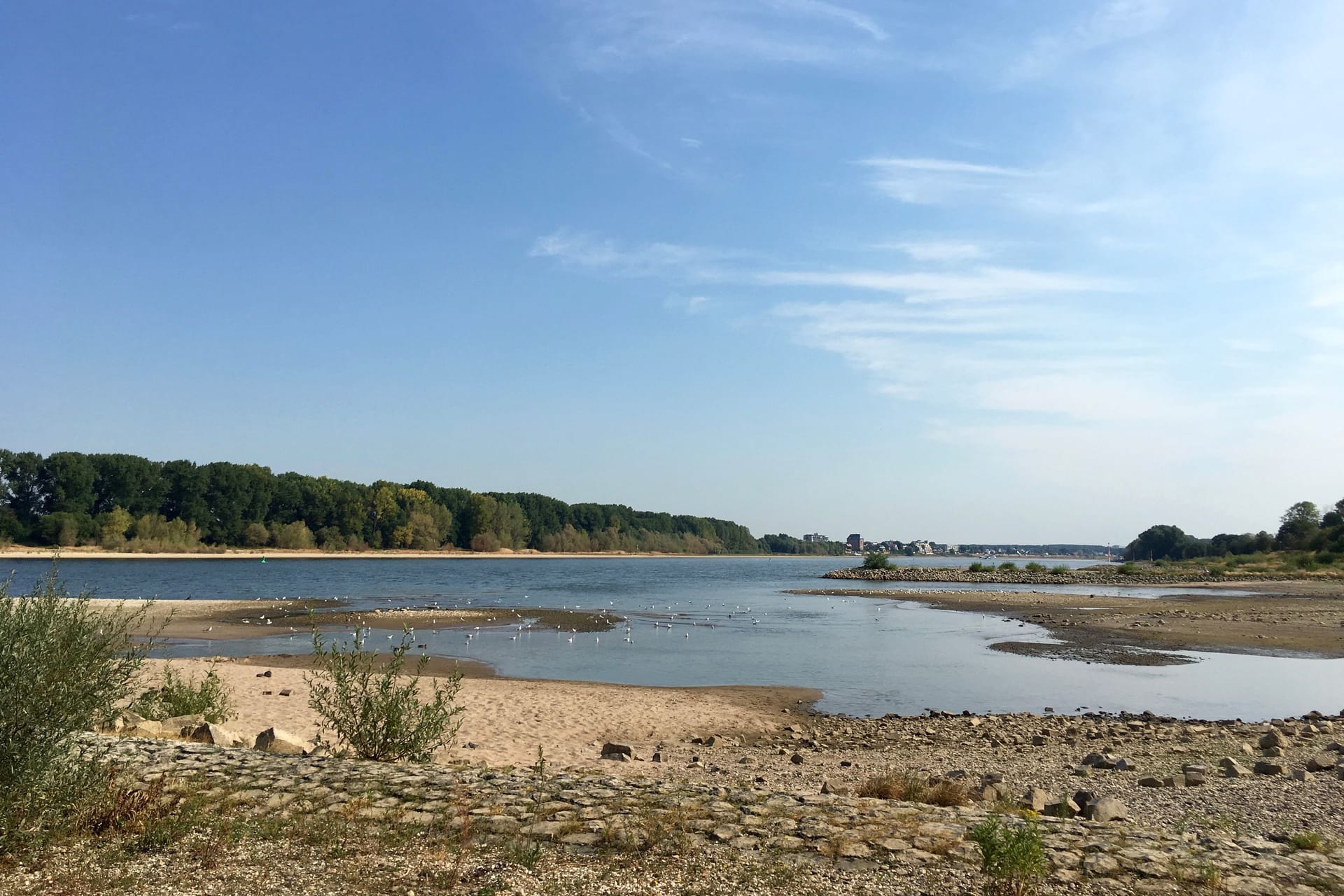 Niedrigwasser im Rhein: Auch hier ist ist der Klimawandel nicht zu übersehen.