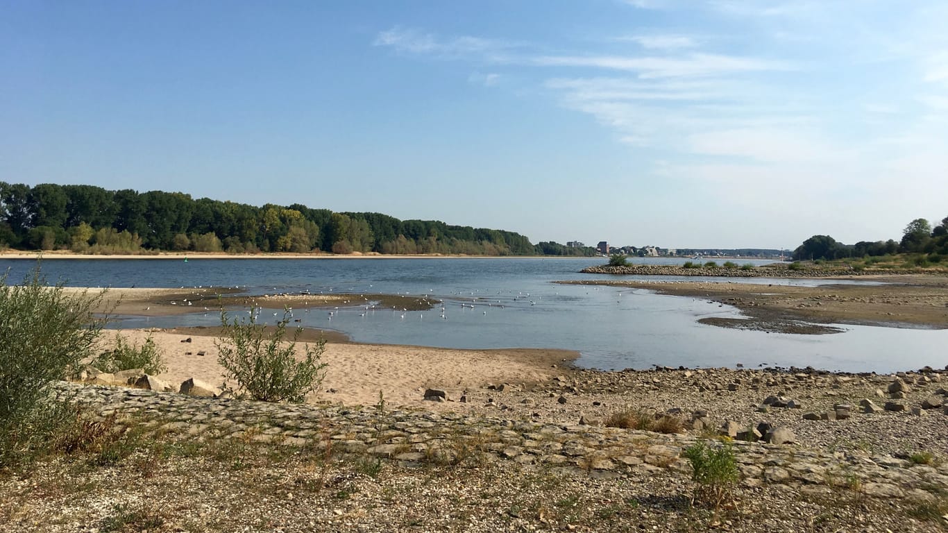 Niedrigwasser im Rhein: Auch hier ist ist der Klimawandel nicht zu übersehen.