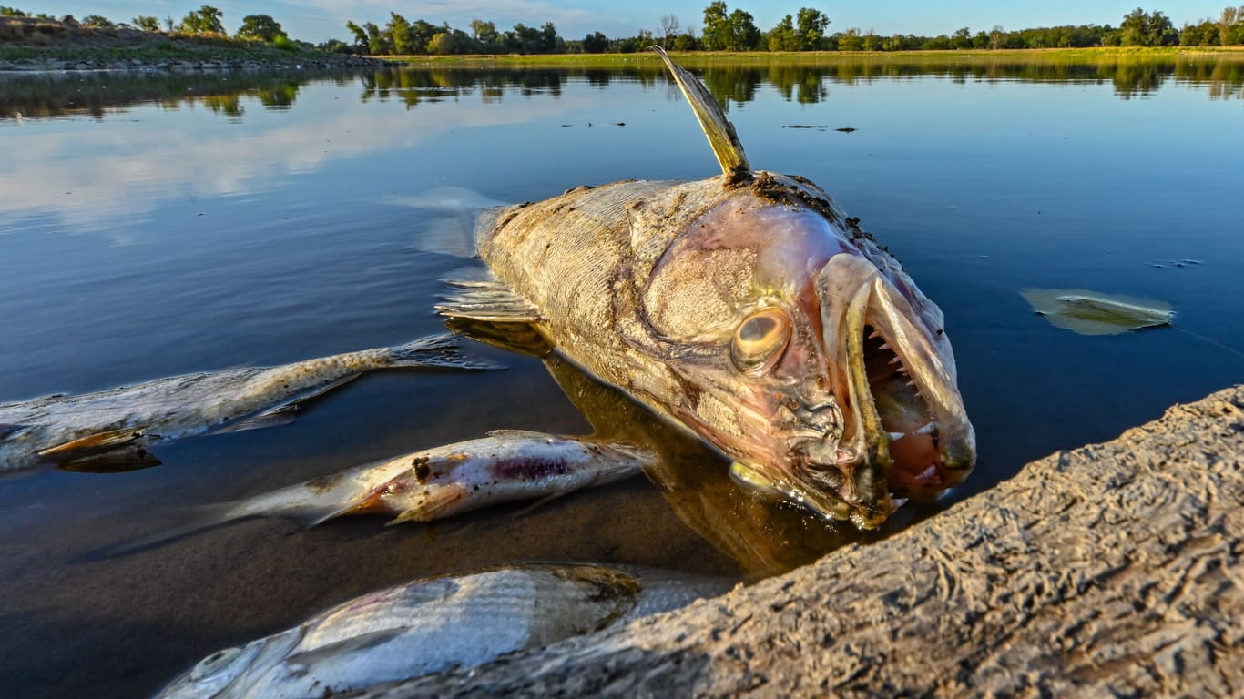Verendeter Fisch: "Die Oder ist nun ein schwer geschädigtes Ökosystem."