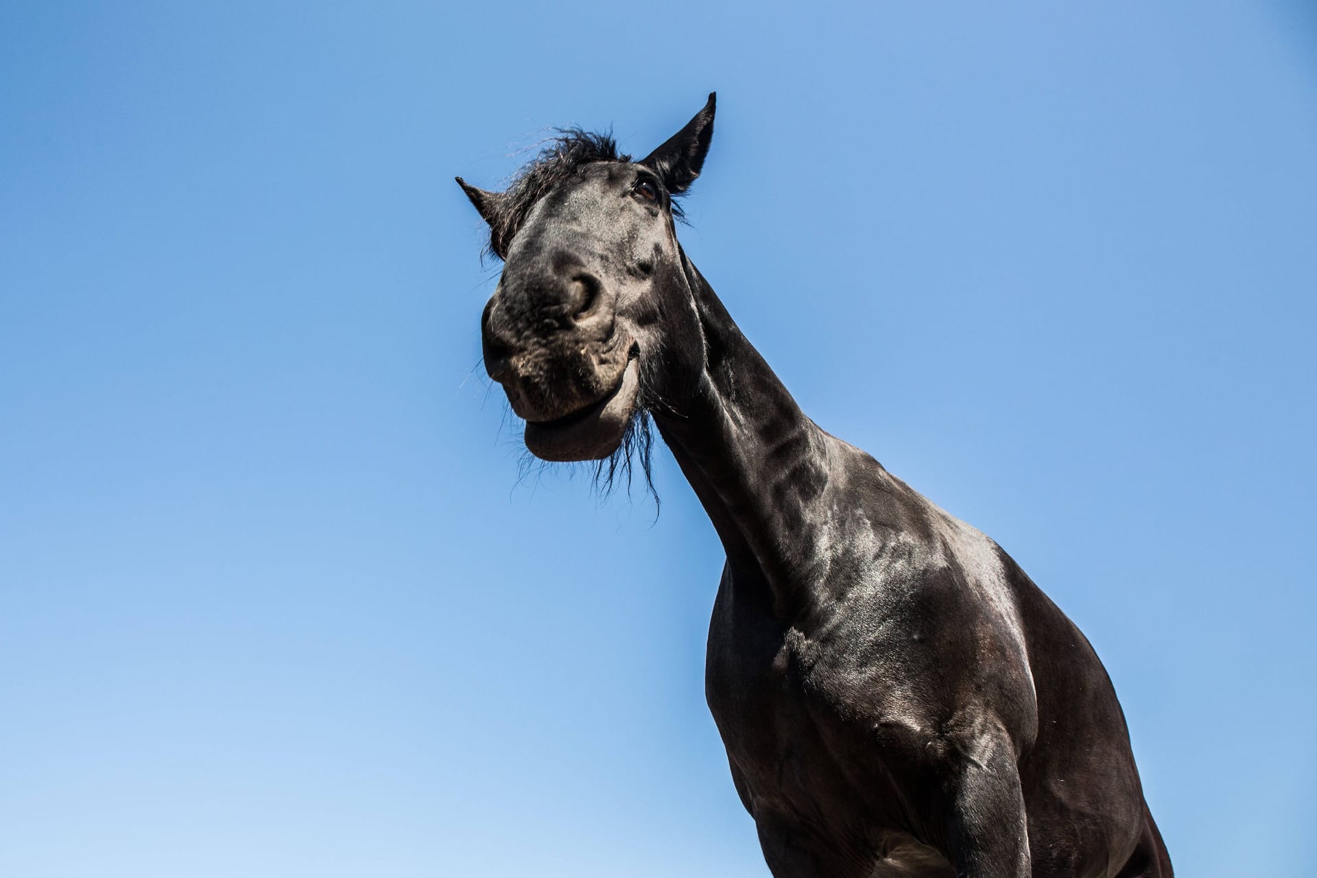 Pferd (Symbolbild): Bei einem Spaziergang mit einem Pferd wurde eine Frau in der Oberpfalz tödlich verletzt.