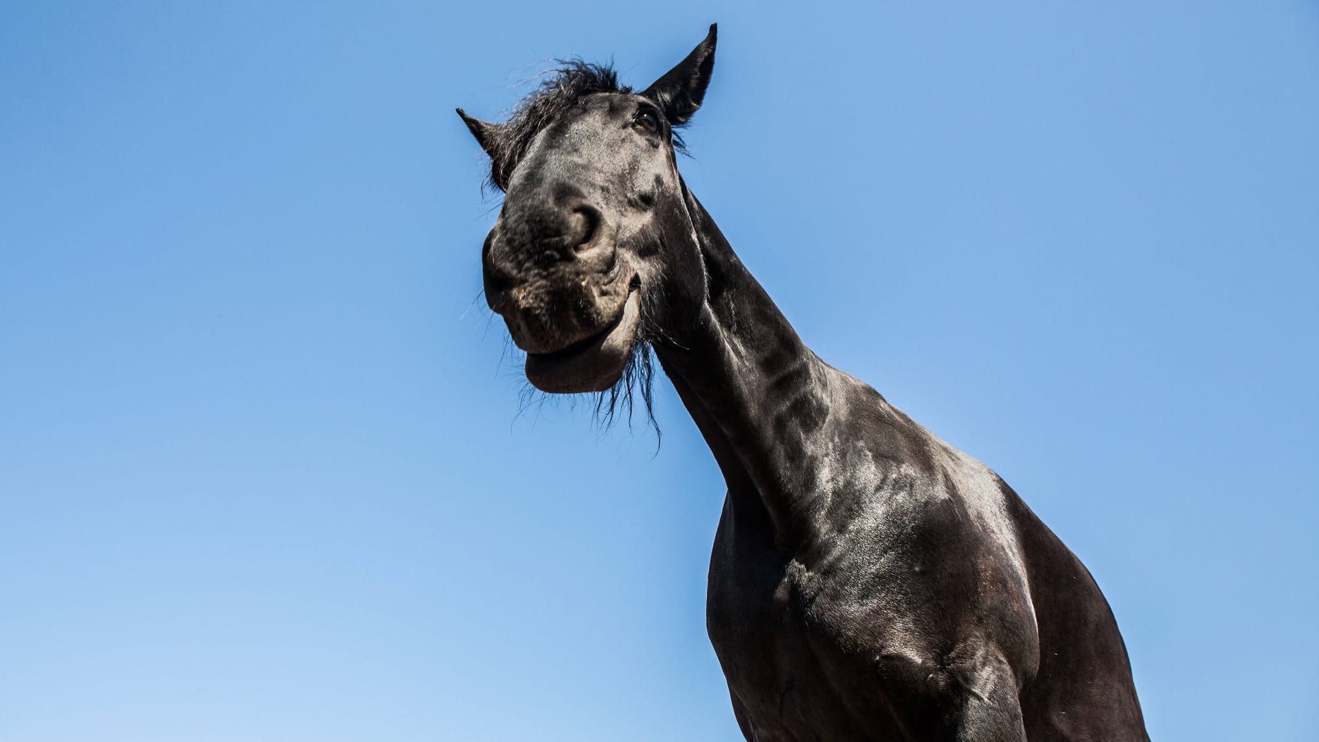 Pferd (Symbolbild): Bei einem Spaziergang mit einem Pferd wurde eine Frau in der Oberpfalz tödlich verletzt.