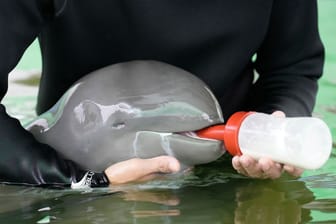 Thailand, Rayong: Der Freiwillige Tosapol Prayoonsuk füttert im Forschungs- und Entwicklungszentrum für Meeres- und Küstenressourcen in der ostthailändischen Provinz Rayong ein Delfin-Baby.