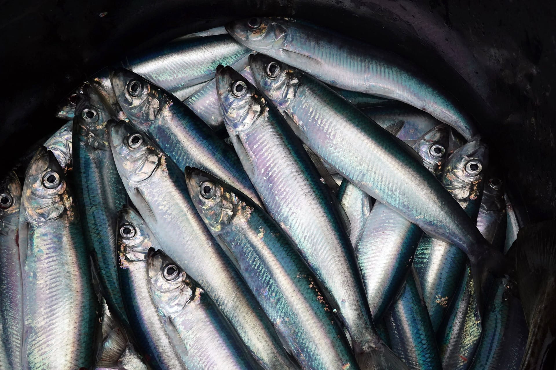 Frisch gefangene Heringe liegen in einem Eimer (Symbolbild): Experten sind besorgt um den geringen Fischbestand in der Ostsee.