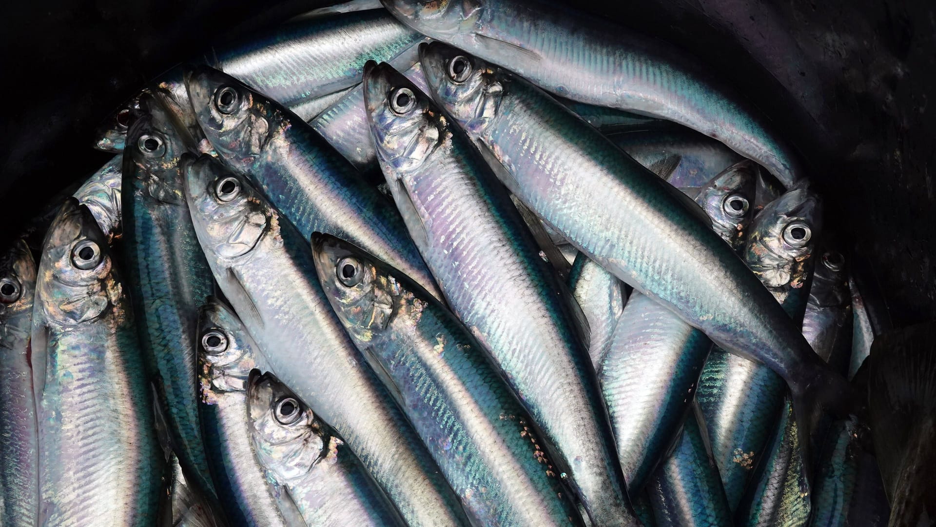 Frisch gefangene Heringe liegen in einem Eimer (Symbolbild): Experten sind besorgt um den geringen Fischbestand in der Ostsee.