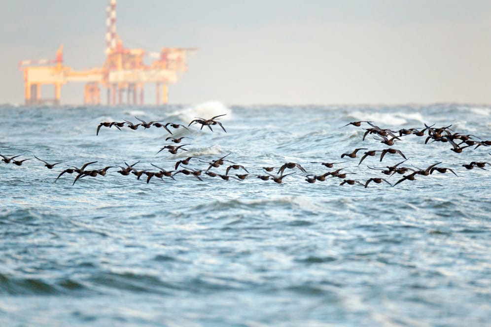 Eine Ölplattform im Meer: Seit 2015 vergibt Italien keine neuen Öl- und Gasbohrerlaubnisse in Küstennähe mehr. Knapp 20 Kilometer läuft die Verbotszone ins Meer.
