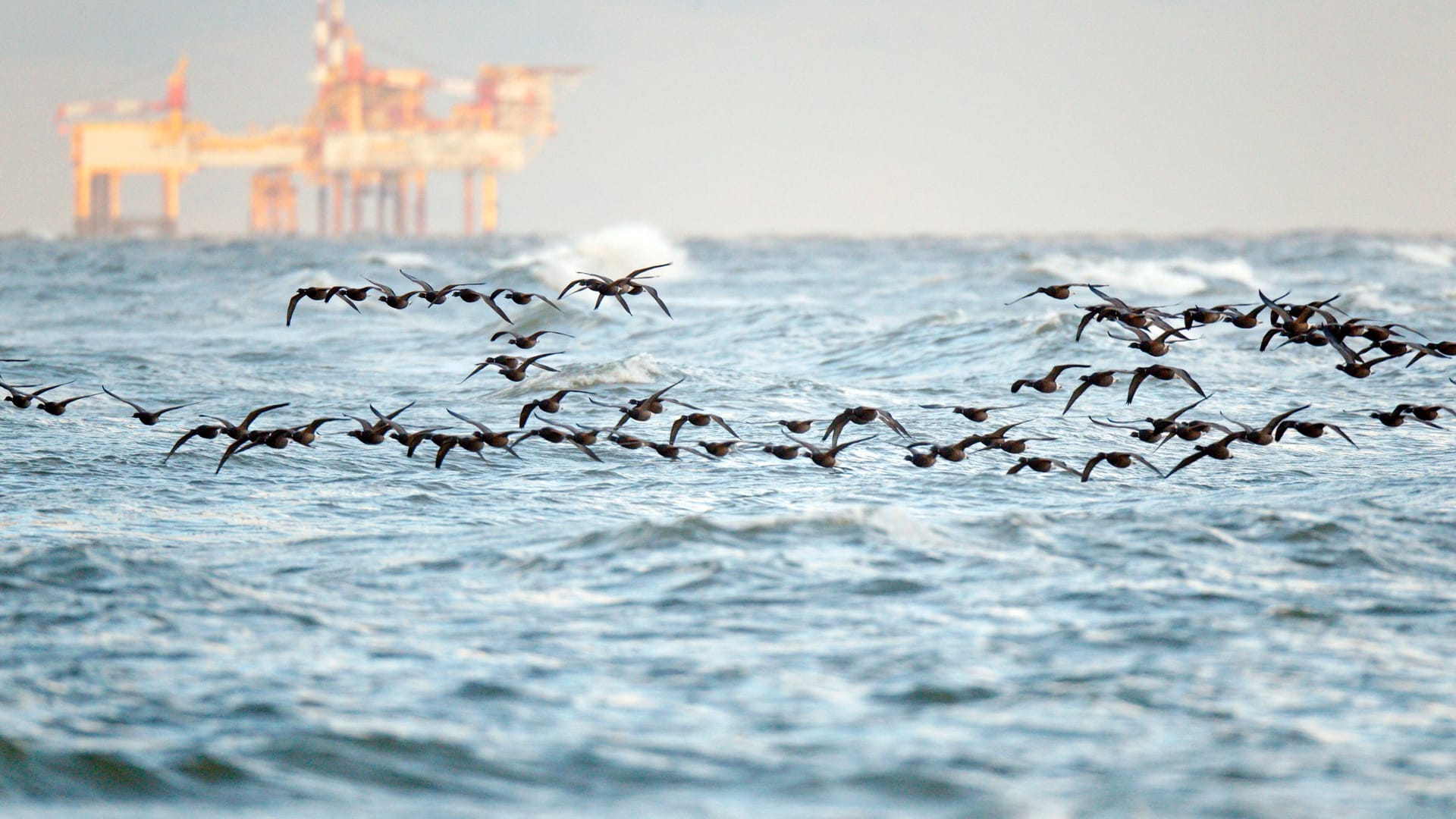 Eine Ölplattform im Meer: Seit 2015 vergibt Italien keine neuen Öl- und Gasbohrerlaubnisse in Küstennähe mehr. Knapp 20 Kilometer läuft die Verbotszone ins Meer.