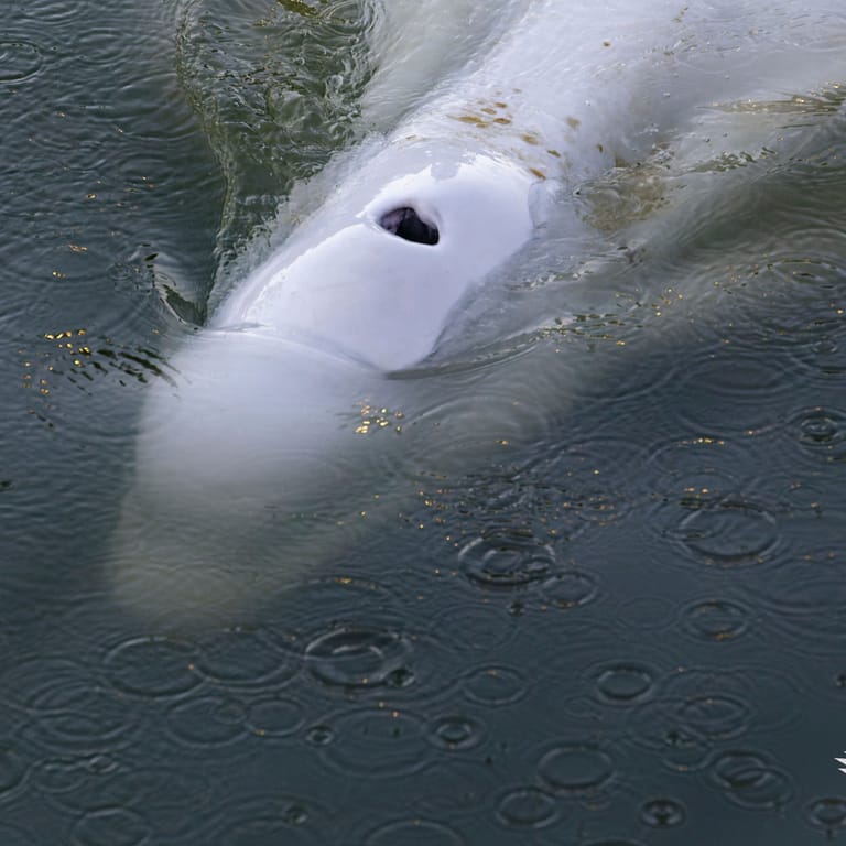 Der Belugawal: Versuche, das Tier zu füttern, sind bisher gescheitert.