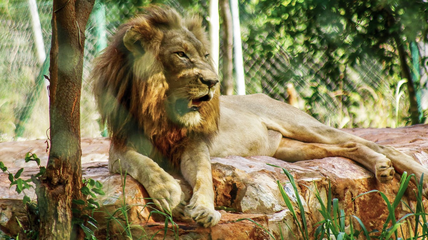 Ein Löwe im Zoo von Accra (Archivbild): Ein Mann sprang über eine Absperrung und wurde von einer Raubkatze tödlich verletzt.