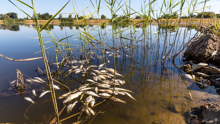 Zahlreiche tote Fische: Es handle sich um eine "ökologische Tragödie".