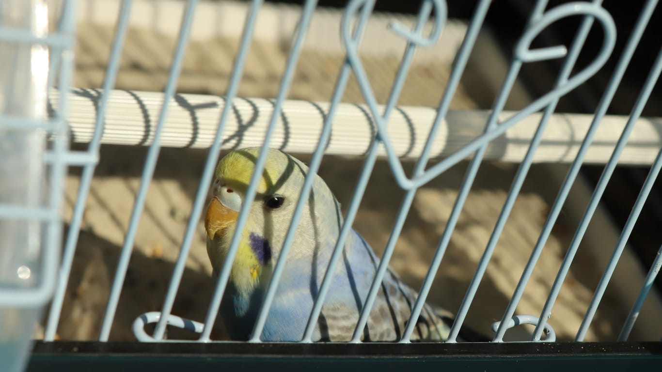 Ein Wellensittich sitzt in einem Käfig: Der Vogel wurde lebendig entsorgt.