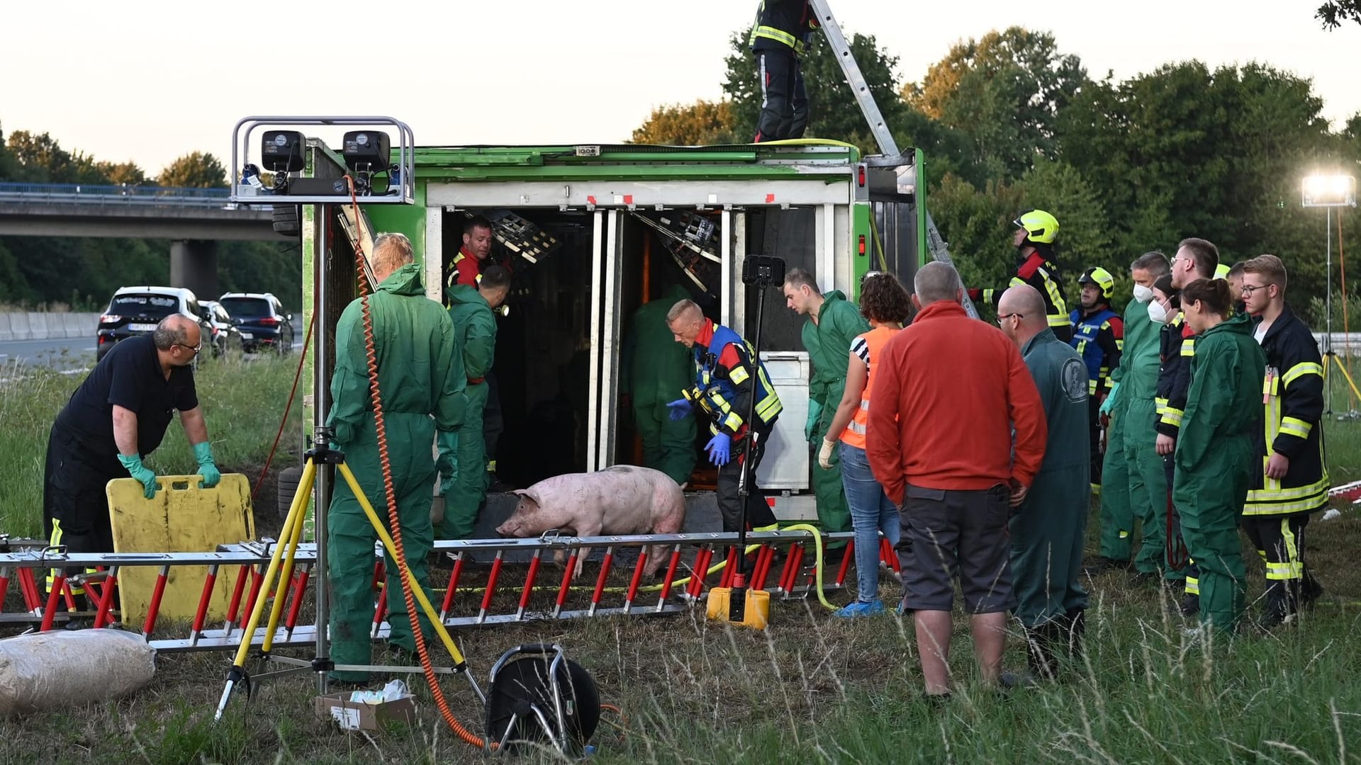 Tiertransporter mit Schweinen umgekippt Tiertransporter mit Schweinen umgekippt