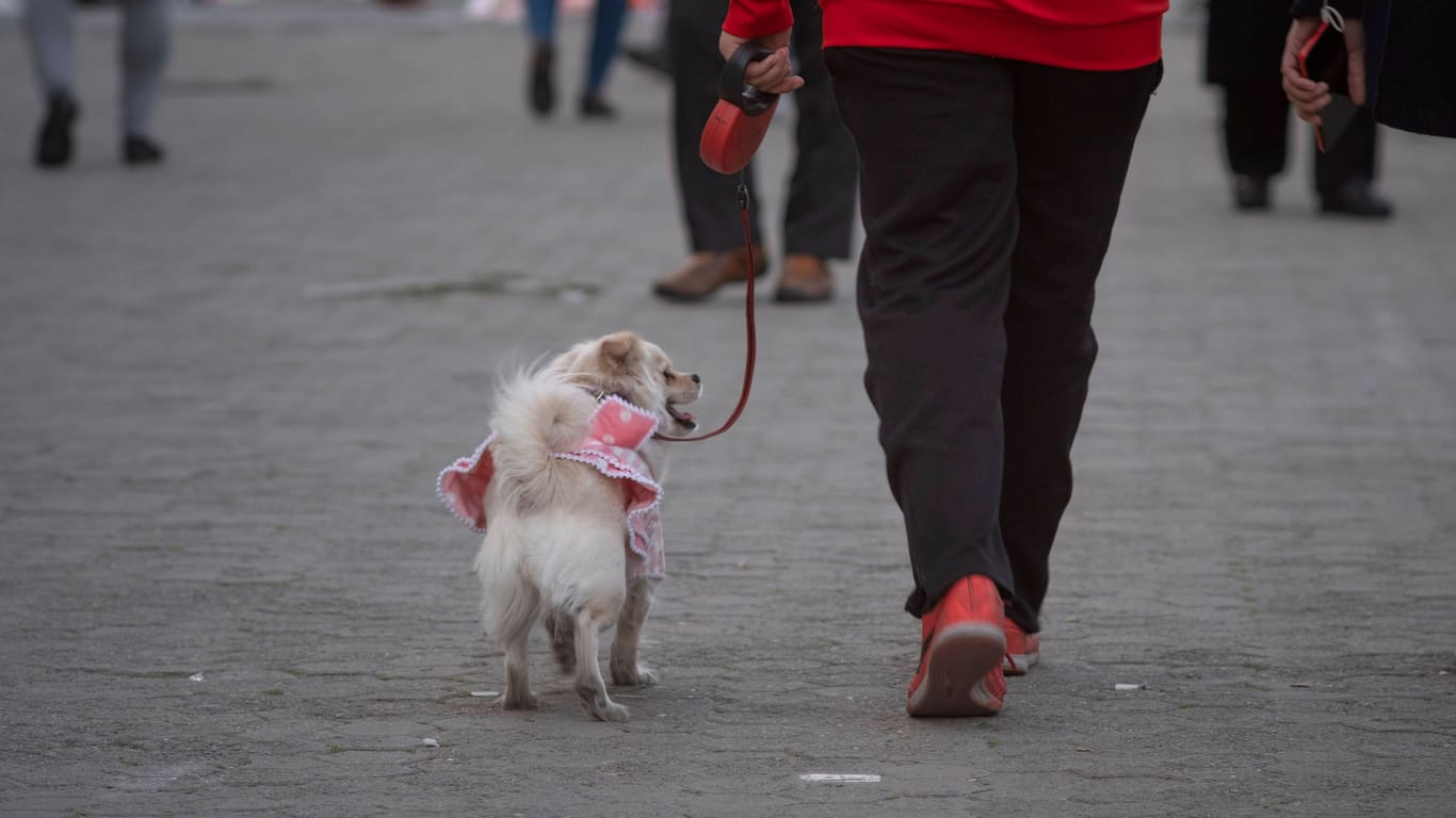 Spaziergänge mit dem Hund sollen im Iran verboten werden. (Symbolbild)