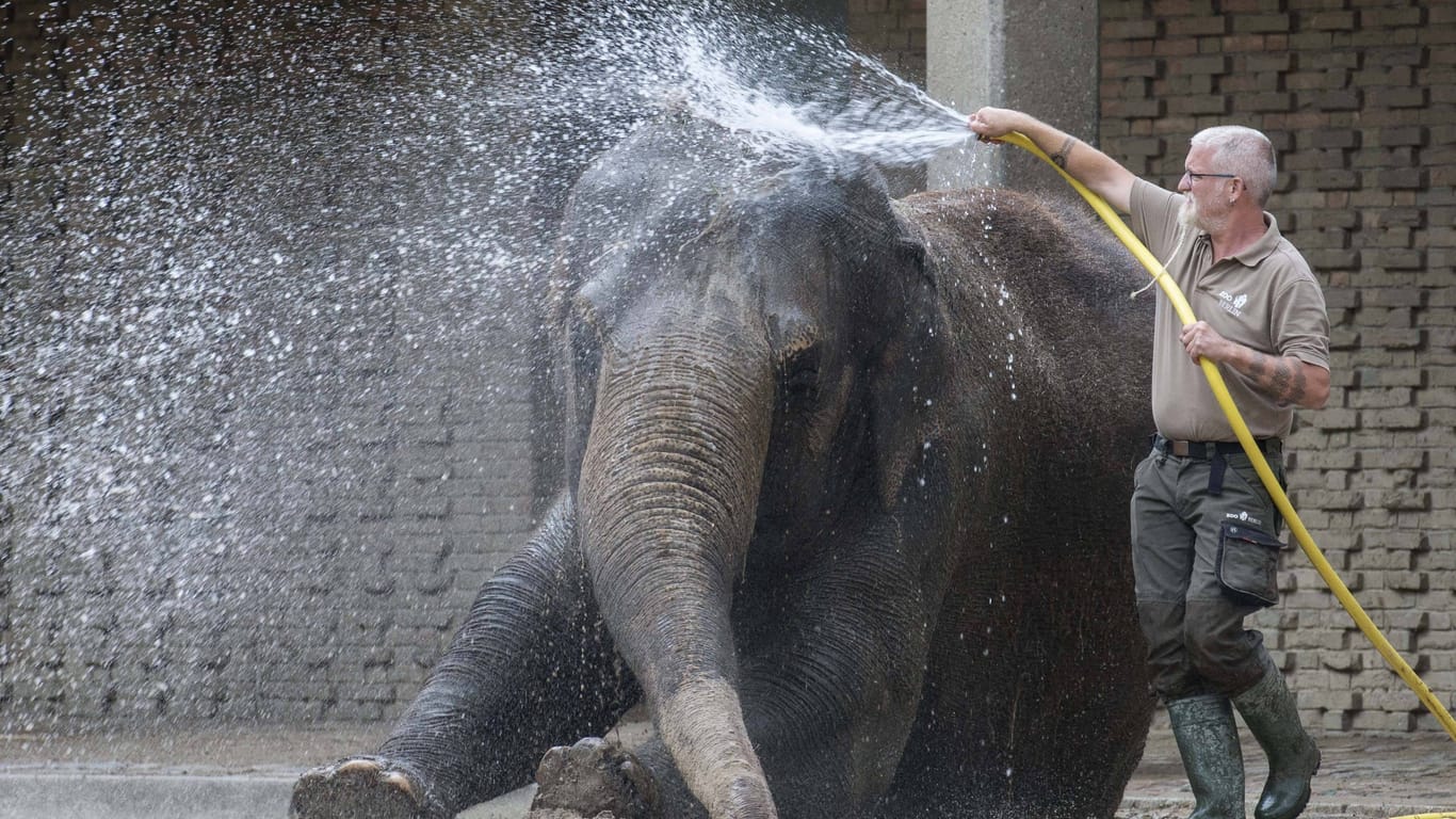 Kalte Dusche: Auch Zootiere freuen sich bei hohen Temperaturen über eine nasse Abkühlung.