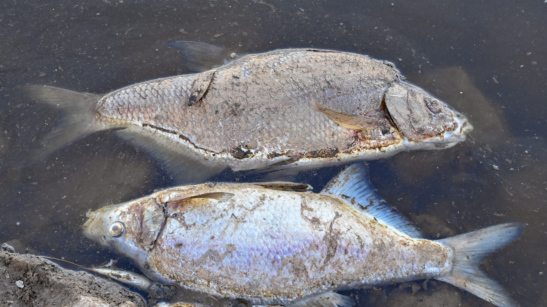 Das Fischsterben in der Oder beunruhigt seit Tagen die Menschen in Brandenburg an der Grenze zu Polen.