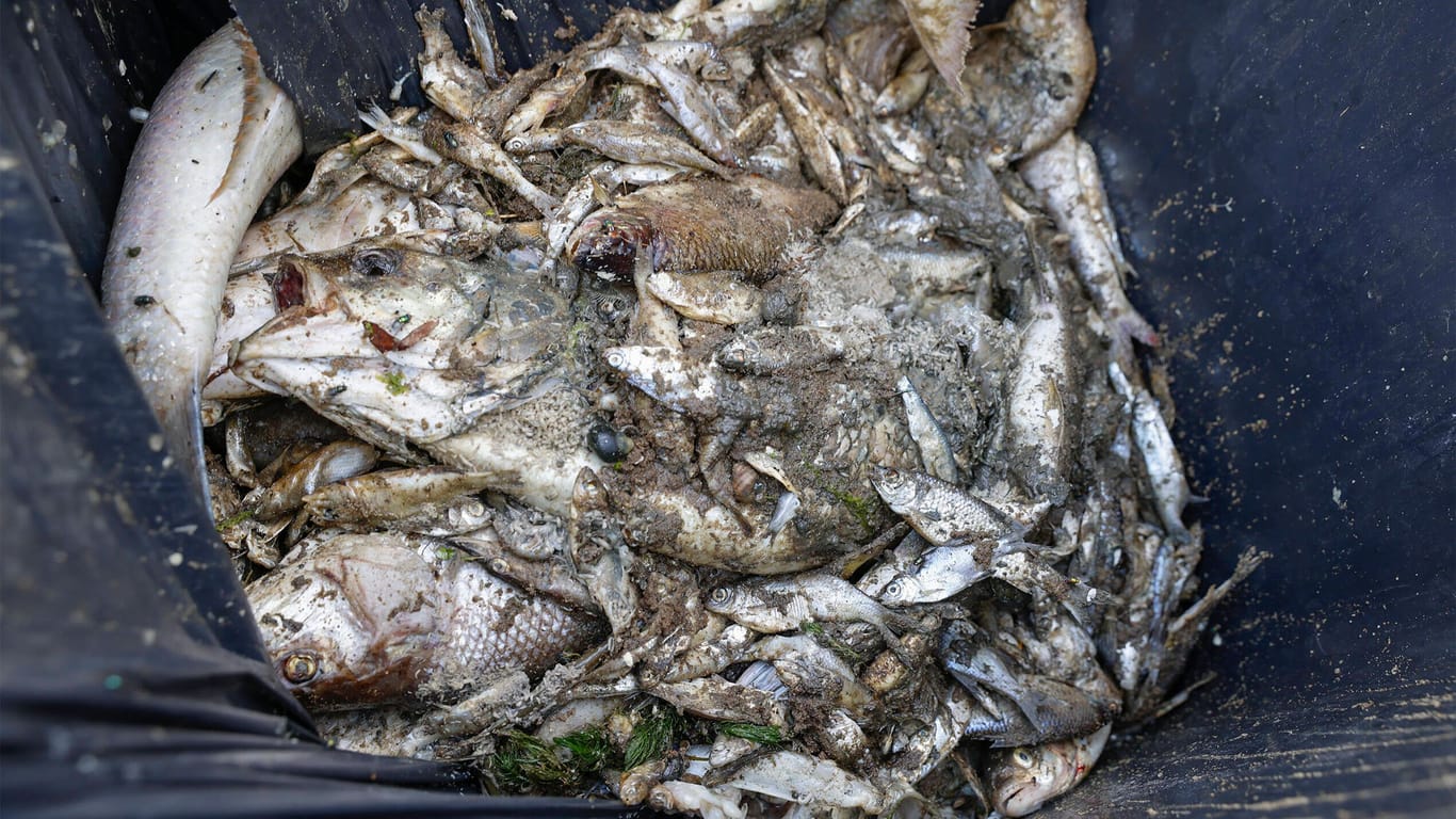 Kadaver an der Oder: Helfer sammelten tonnenweise tote Fische ein.