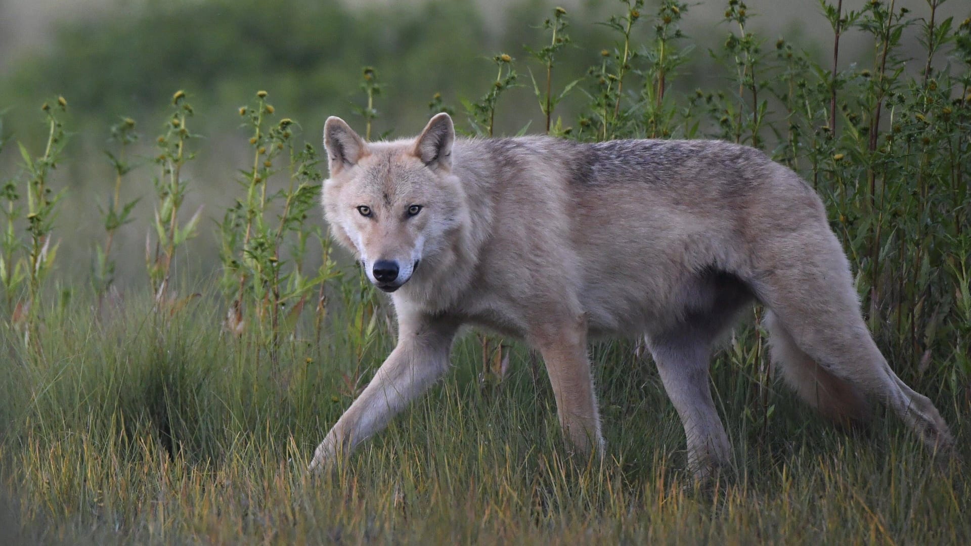 Ein Wolf in freier Wildbahn (Symbolbild).