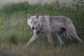 Ein Wolf in freier Wildbahn (Symbolbild).