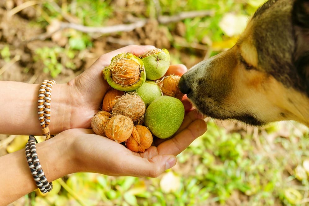 Nüsse: Welche Nüsse dürfen Hunde verspeisen?