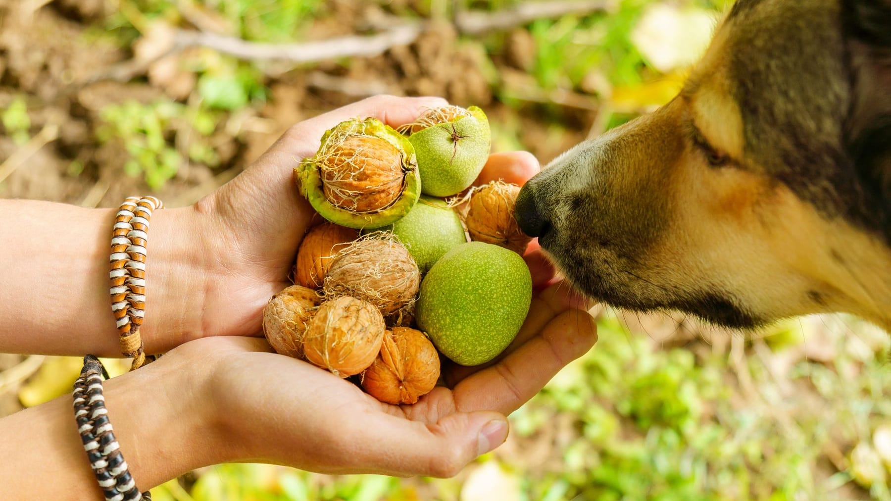 Dürfen Hunde Nüsse essen?