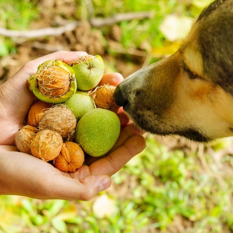 Nüsse: Welche Nüsse dürfen Hunde verspeisen?