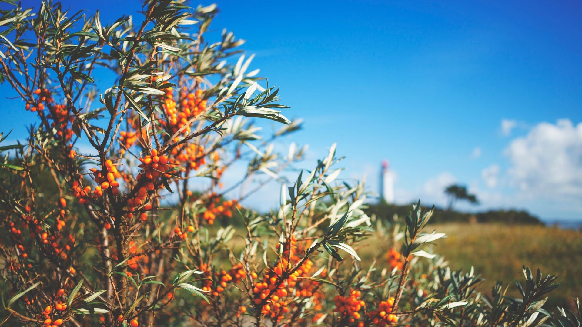 Sanddorn-Anbau in Mecklenburg-Vorpommern: Jahr für Jahr wird die Ernte der gesunden Beere schlechter.