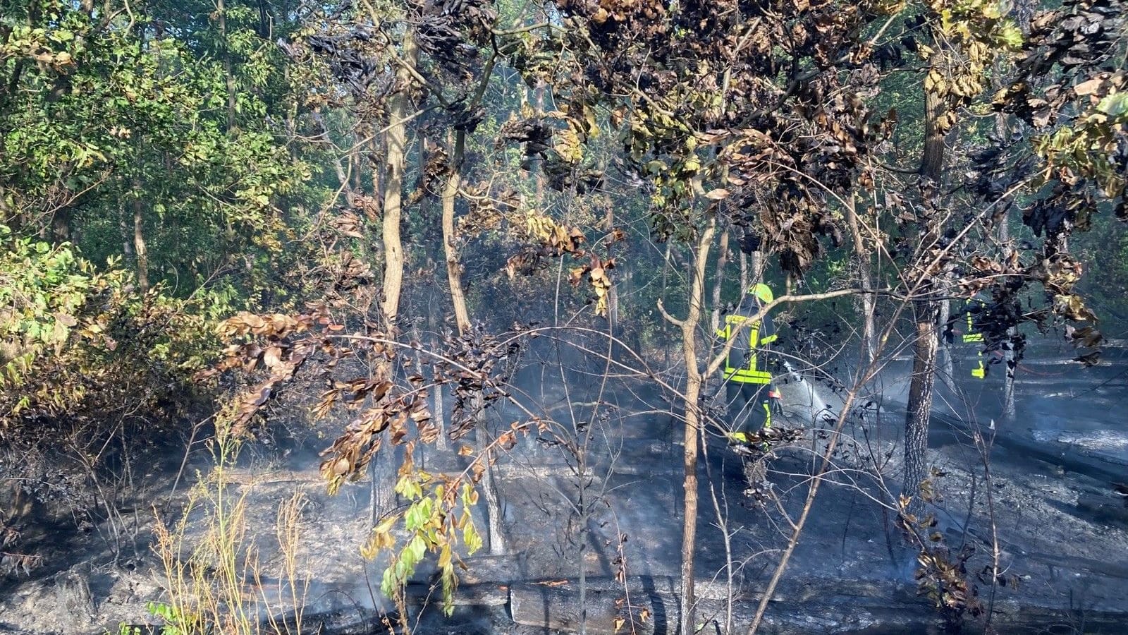 Einsatzkräfte löschen den Waldbrand zwischen Bahnhof Stadion und der Flughafenstraße.