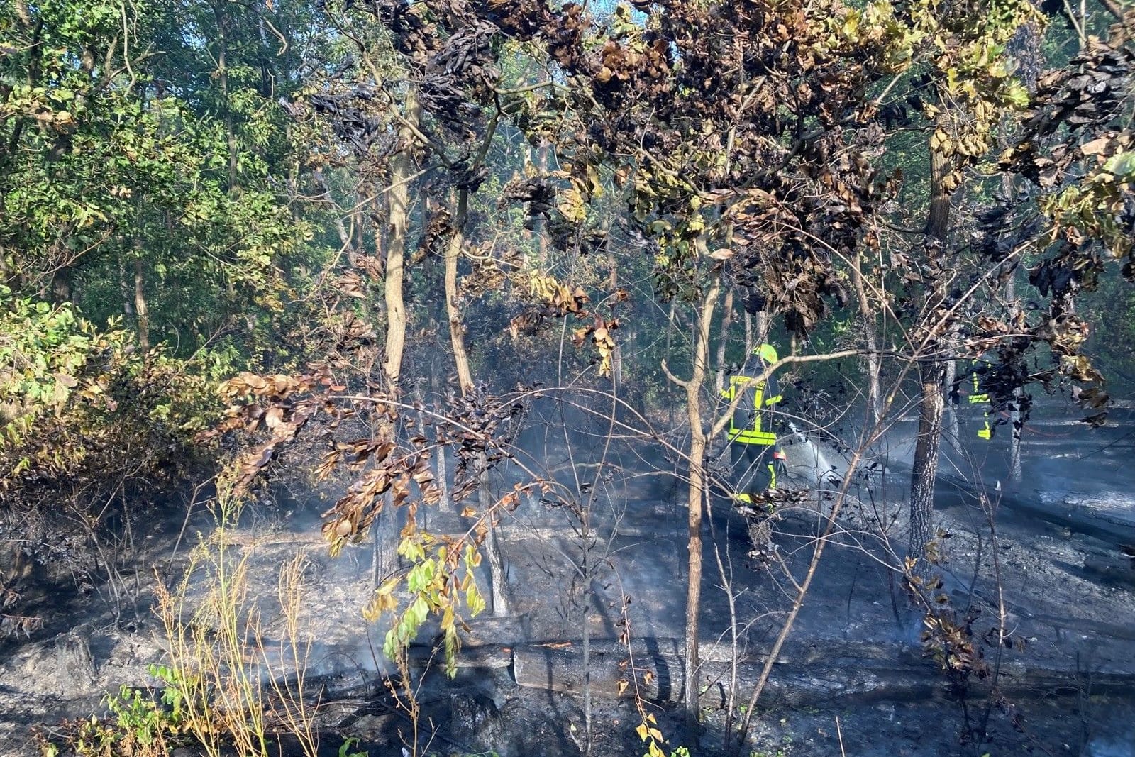 Einsatzkräfte löschen den Waldbrand zwischen Bahnhof Stadion und der Flughafenstraße.